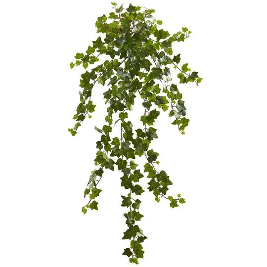 Curly Ivy Hanging Plant, 3ct. 4 Curly Ivy Hanging Plant, 3ct. - Image 2