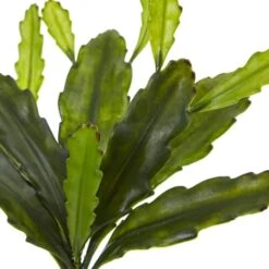 Green Epiphyllum Cactus Plant, 4ct. -Michaels D350822S 3