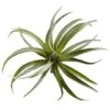 Air Plant Succulent Plant, 12ct. -Michaels D350835S 12