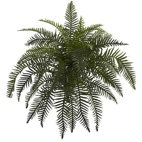Green River Fern Plant, 2ct. 4 Green River Fern Plant, 2ct. - Image 2