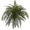 Green River Fern Plant, 2ct.