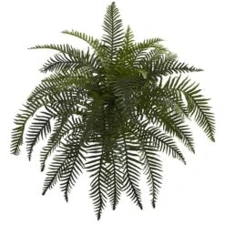 Green River Fern Plant, 2ct.