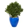 2.5ft. Peperomia Plant In Blue Planter -Michaels D350928S 1