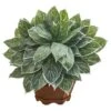18" Chinese Evergreen Plant In Decorative Planter