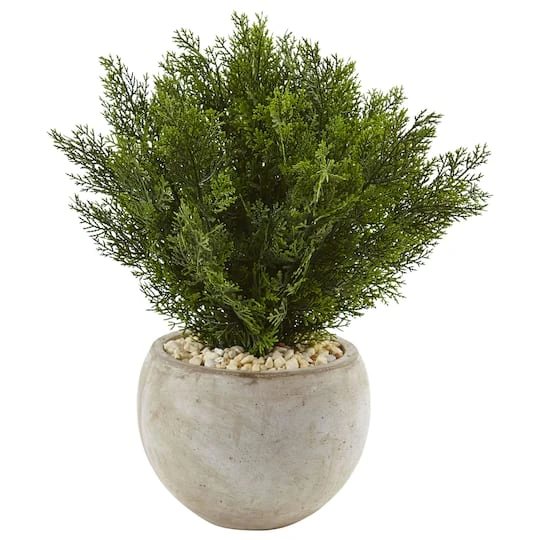 2ft. Cedar Plant In Sand Colored Bowl 4 2ft. Cedar Plant In Sand Colored Bowl - Image 2