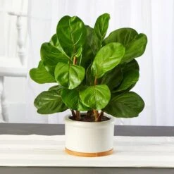 15" Fiddle Leaf Tree In White Planter -Michaels D351351S 3