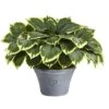 23" Variegated Hosta In Gray Planter -Michaels D351511S 1