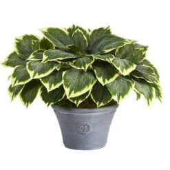 23" Variegated Hosta In Gray Planter