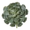 Green Giant Echeveria Succulent Pick, 2ct. 2 Green Giant Echeveria Succulent Pick, 2ct. -Michaels D352150S 1