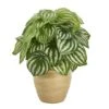 11" Watermelon Peperomia Plant In Ceramic Planter -Michaels D352402S 1