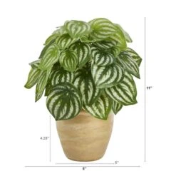 11" Watermelon Peperomia Plant In Ceramic Planter -Michaels D352402S 2