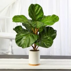 21" Fiddle Leaf Tree In White Ceramic Planter 9 21" Fiddle Leaf Tree In White Ceramic Planter -Michaels D352543S 3