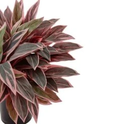 Caladium Artificial Plant In Black Glossy Planter -Michaels D352860S 3