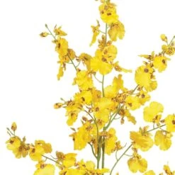 Dancing Lady Orchid Stem, 12ct. Yellow -Michaels D386488S 13