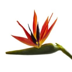 Large Artificial Bird Of Paradise Stem, 4ct. -Michaels D386496S 3