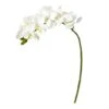 Moth Orchid Stem, 6ct. White -Michaels D386498S 1