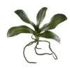 7" Phalaenopsis Orchid Leaf Artificial Flower (Set Of 6)