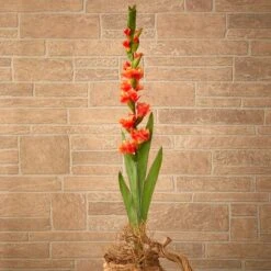 Salmon Gladiolus Flower Stems, 3ct. -Michaels D386629S 4