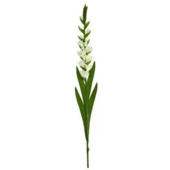 White Gladiolus Flower Stems, 3ct.