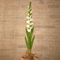 White Gladiolus Flower Stems, 3ct. -Michaels D386657S 4