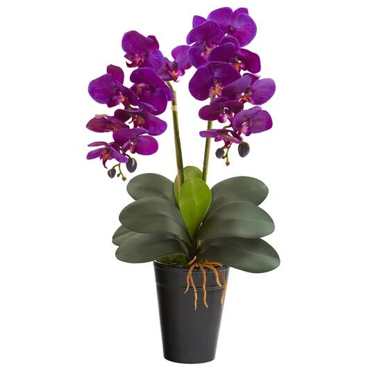 23" Double Orchid Arrangement In Vase Assorted 3 23" Double Orchid Arrangement In Vase Assorted