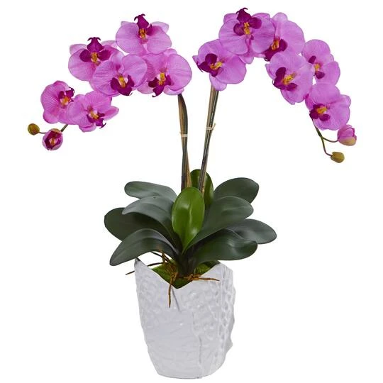 23" Double Phalaenopsis Orchid Arrangement In White Ceramic Vase Mauve 3 23" Double Phalaenopsis Orchid Arrangement In White Ceramic Vase Mauve