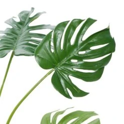 Monstera Leaf Decorations With Pot, 29", Green -Michaels D404842S 4