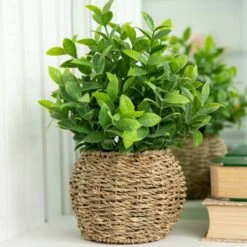 Flora Bunda® 11.7" Tea Leaf Plant In Basket -Michaels D511321S 3