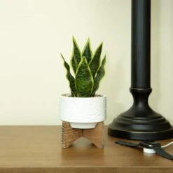 Flora Bunda® 9.7" Snake Plant In Ceramic Pot With Wood Stand -Michaels D511323S 3