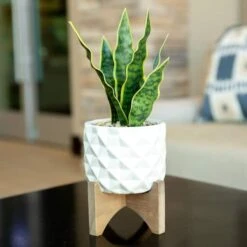 Flora Bunda® 12.5" Snake Plant In Ceramic Planter With Stand 8 Flora Bunda® 12.5" Snake Plant In Ceramic Planter With Stand -Michaels D511324S 3