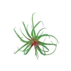 Flora Bunda® Air Plant Succulent Pick, 6ct. -Michaels D581949S 1 1