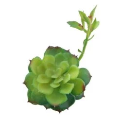 Flora Bunda® Echeveria Lola Succulent Pick, 6ct. -Michaels D581955S 2