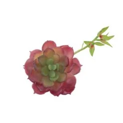 Flora Bunda® Red Echeveria Lola Succulent Pick, 6ct.