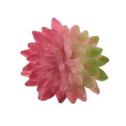 Flora Bunda® Pink Bean Succulent Pick, 12ct.