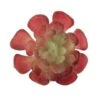 Flora Bunda® Red Small Echeveria Succulent Pick, 12ct. -Michaels D581965S 1