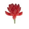 Flora Bunda® Red Small Little Gem Succulent Pick, 12ct. 1 Flora Bunda® Red Small Little Gem Succulent Pick, 12ct. -Michaels D581968S 1
