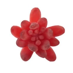 Flora Bunda® Red Small Little Gem Succulent Pick, 12ct. -Michaels D581968S 2
