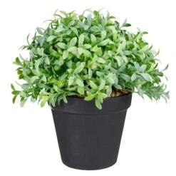 Northlight 7.5" Potted Green Boxwood Plant