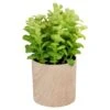 Northlight 10" Green Privet Plant In Faux Wood Pot -Michaels D602897S 1