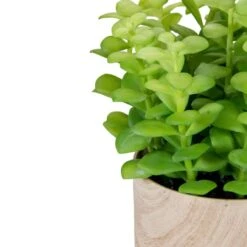 Northlight 10" Green Privet Plant In Faux Wood Pot -Michaels D602897S 4