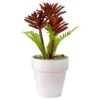 Northlight 8" Red And Green Succulent Fern In Ceramic White Pot -Michaels D602991S 1