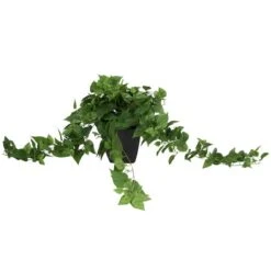 16" Green Pothos Artificial Plant With Black Plastic Pot -Michaels D762323S 3
