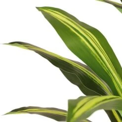 6ft. Artificial Dracaena Fragrans Tree In White Decorative Pot -Michaels D763734S 5