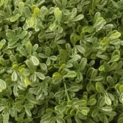 4ft. Mini Tea Leaf Two-Ball Topiary 9 4ft. Mini Tea Leaf Two-Ball Topiary -Michaels D766095S 3