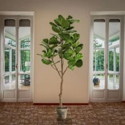 6.5ft. Fiddle Leaf Fig Tree -Michaels D766097S 2